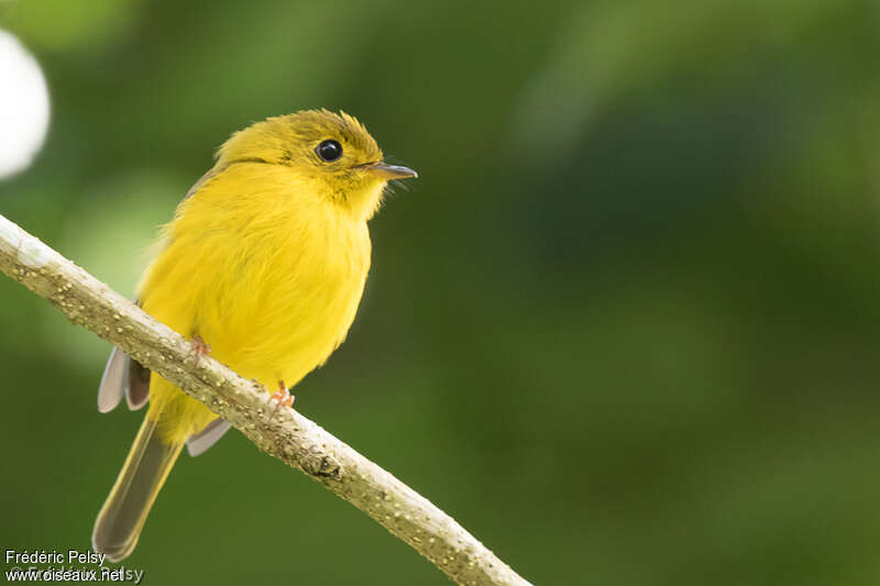 Citrine Canary-flycatcher, identification