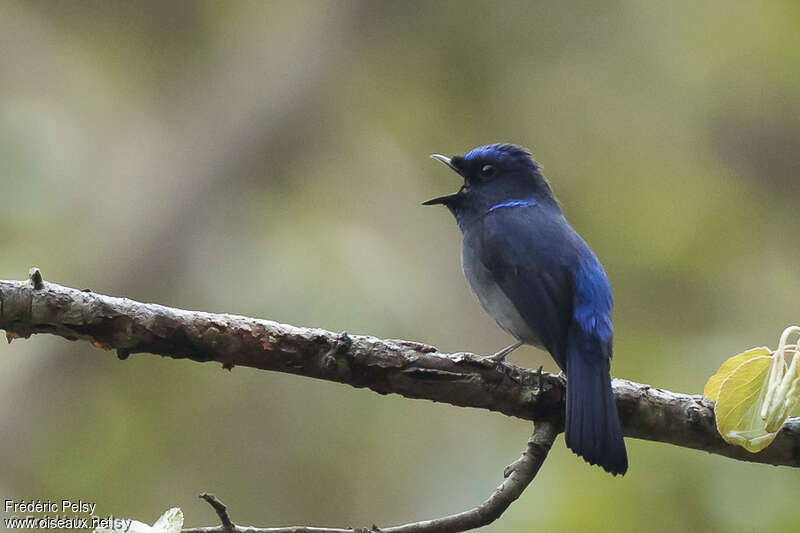 Small Niltava male adult, song