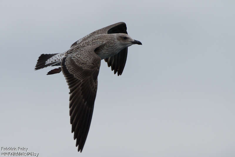 Lesser Black-backed Gulljuvenile, Flight