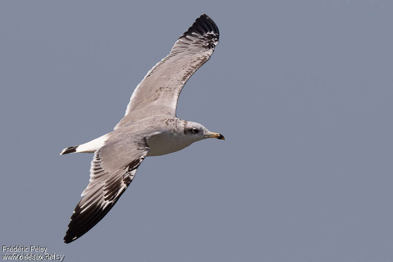 Pallas's GullSecond year, identification, Flight