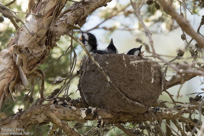 Magpie-lark, Reproduction-nesting