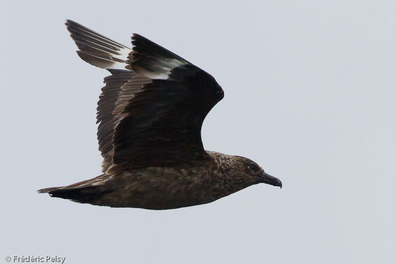Great Skuaadult, moulting, Flight