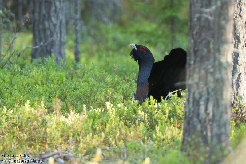 Western Capercaillie male adult, habitat
