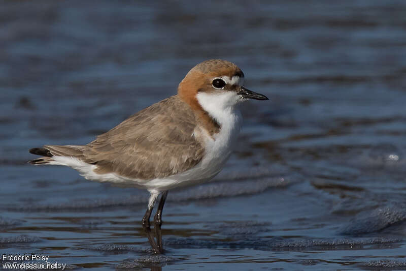 Red-capped Plover female adult, identification