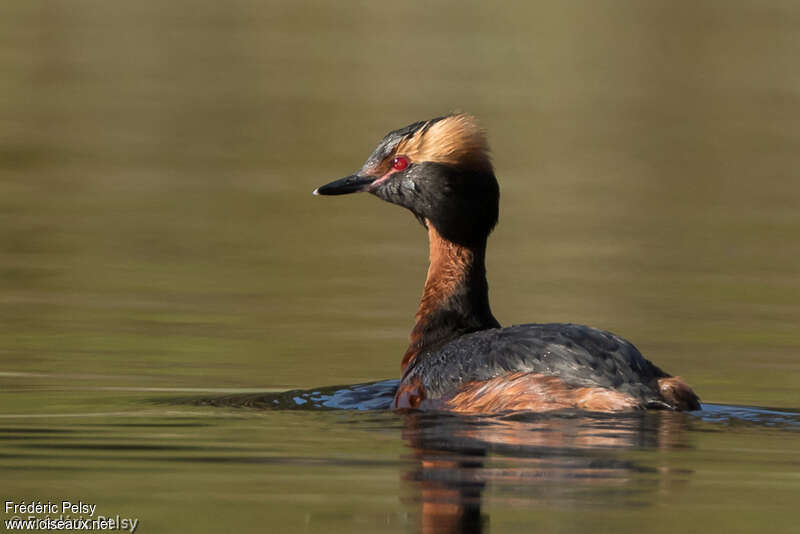 Horned Grebe male adult, pigmentation, swimming