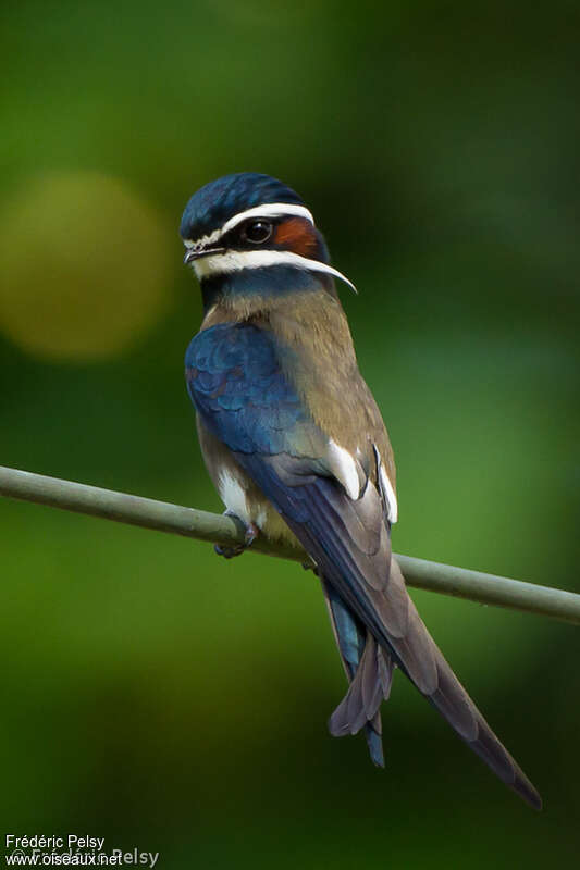 Whiskered Treeswift male adult, identification
