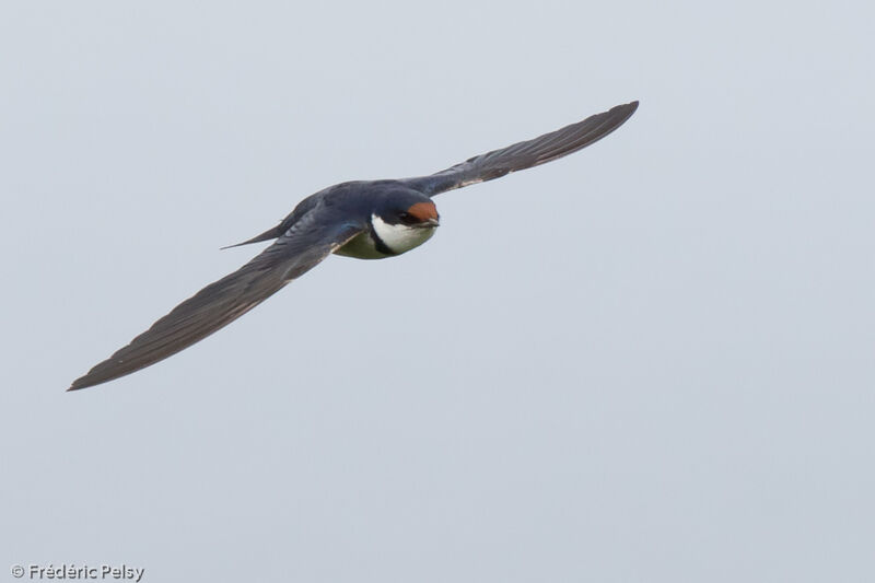 White-throated Swallowadult, Flight