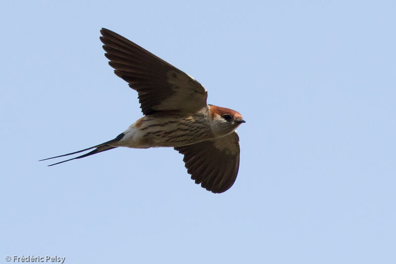 Greater Striped Swallow, Flight