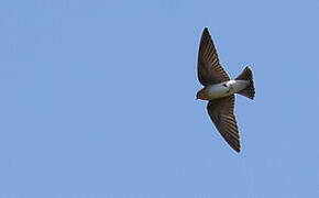 Tawny-headed Swallow