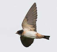 South African Cliff Swallow
