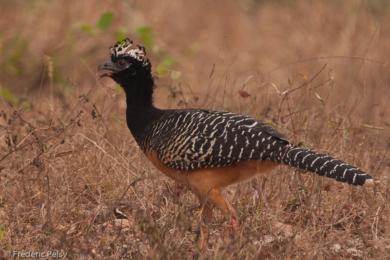 Bare-faced Curassow female adult