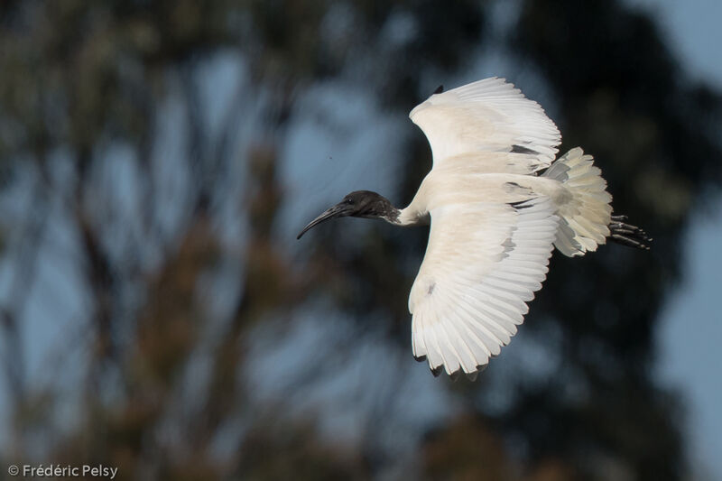 Australian White Ibisadult, Flight