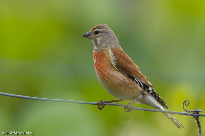 Common Linnet male adult