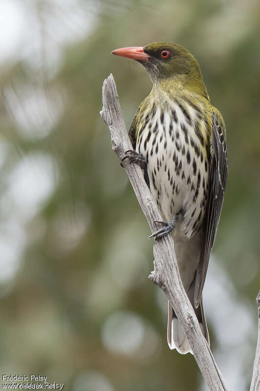 Olive-backed Orioleadult, close-up portrait