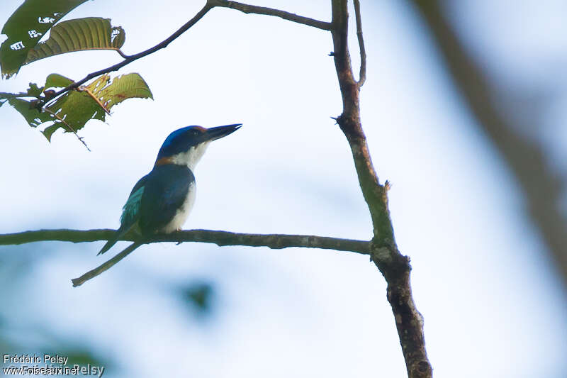 Winchell's Kingfisher male adult