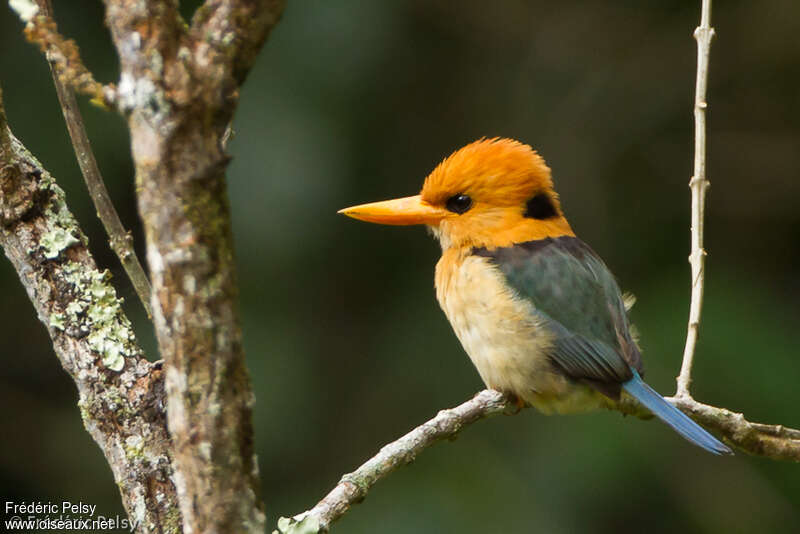 Yellow-billed Kingfisher male adult, identification
