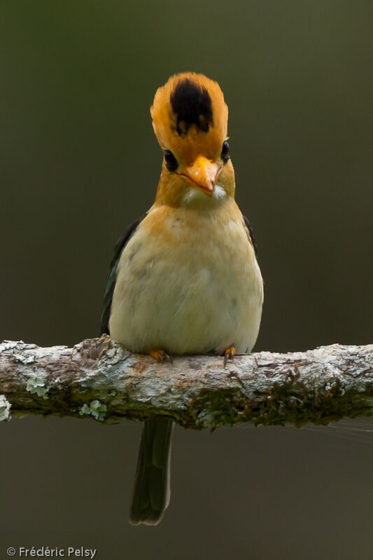 Yellow-billed Kingfisher female adult