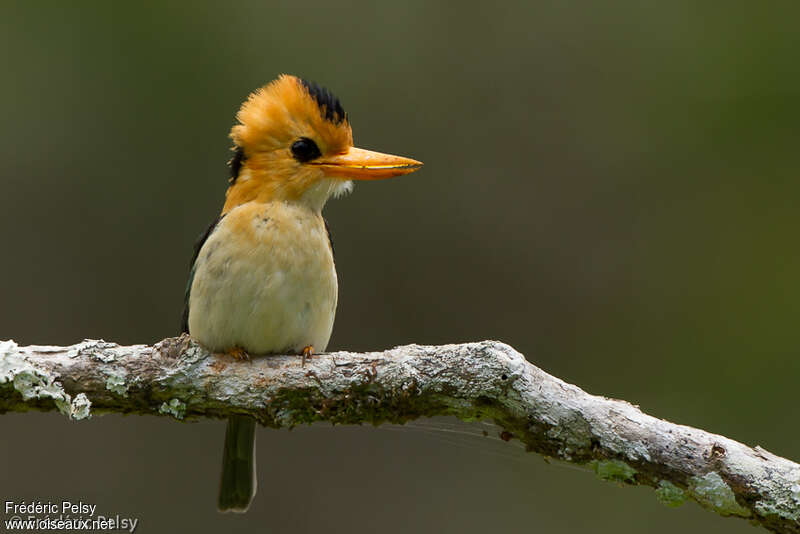 Yellow-billed Kingfisher female adult, identification