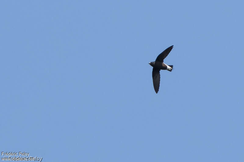 Brown-backed Needletail, identification