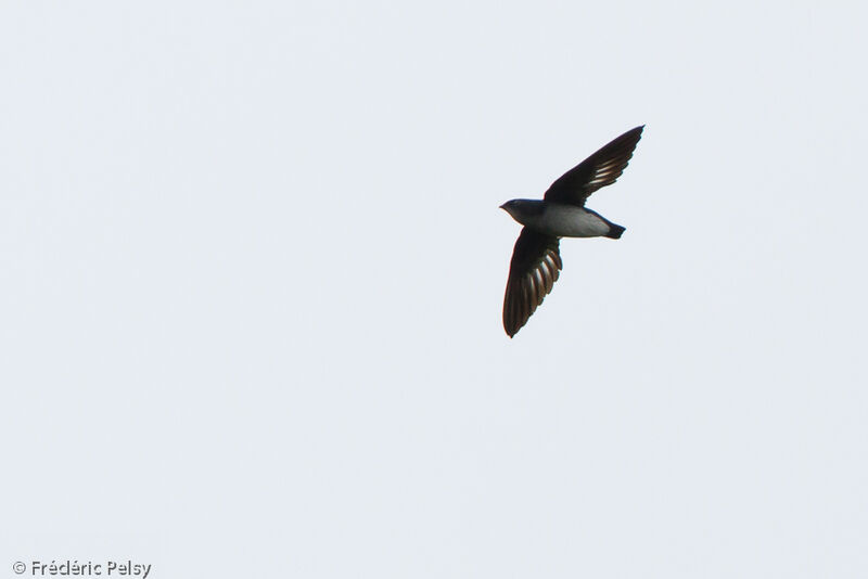 Papuan Spine-tailed Swift