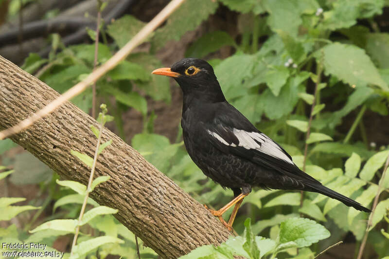 Grey-winged Blackbird male adult, identification