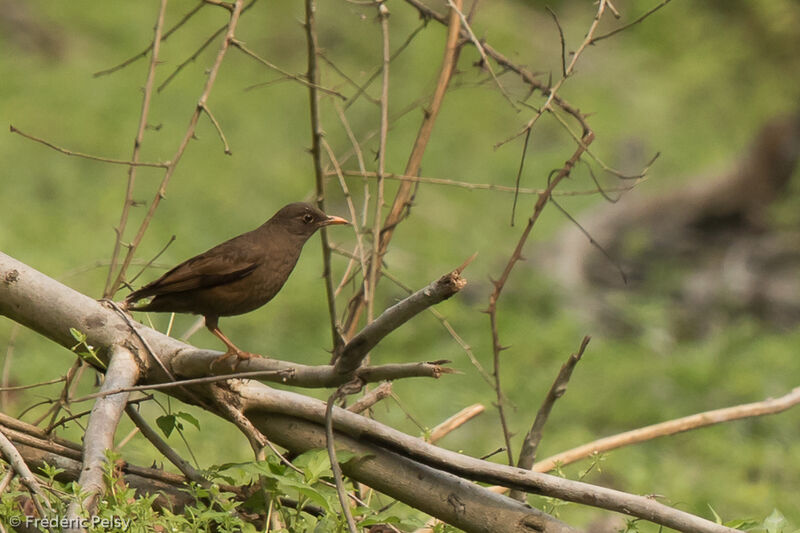 Grey-winged Blackbird female adult