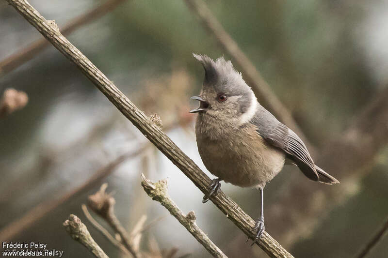 Grey-crested Tit, identification
