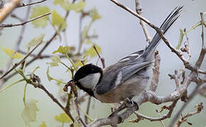 Great Tit (bokharensis)