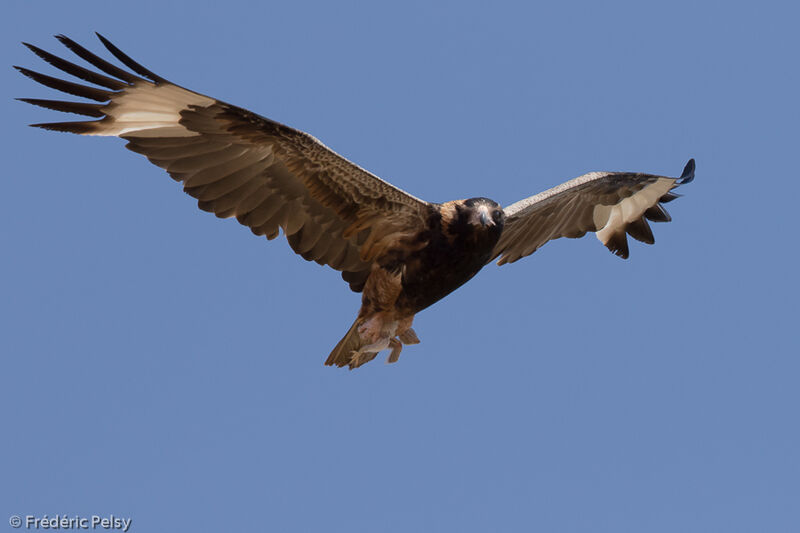 Black-breasted Buzzard, Flight, fishing/hunting