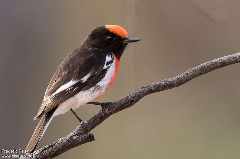Red-capped Robin male adult, identification