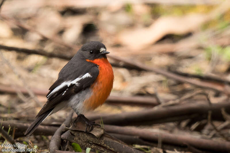 Flame Robin male adult, identification