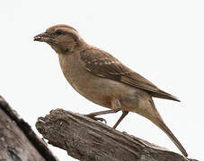 Yellow-throated Bush Sparrow