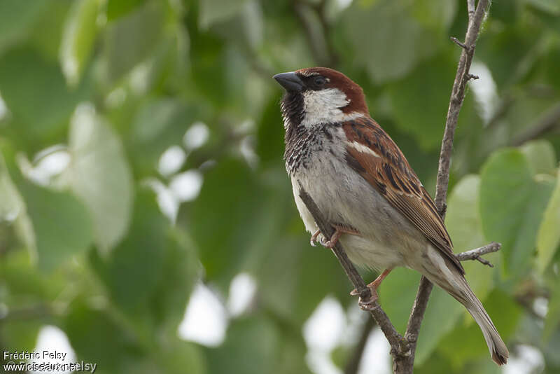 Italian Sparrow male adult breeding, identification