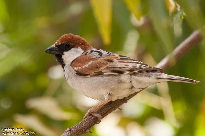 Somali Sparrow male adult, identification