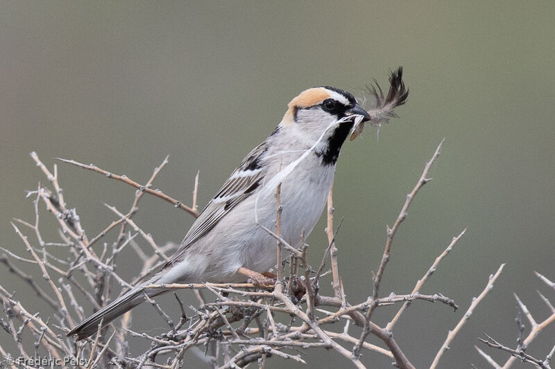 Saxaul Sparrow male adult