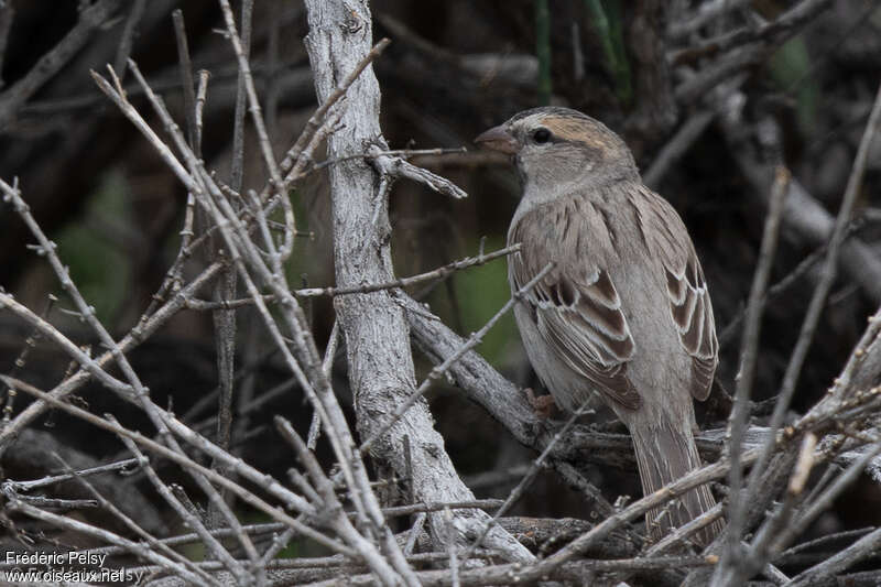 Saxaul Sparrow female adult