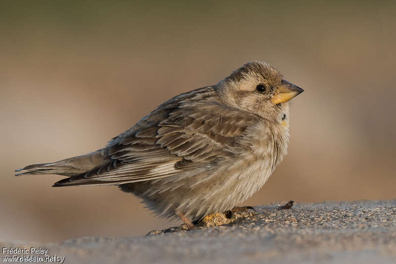 Rock Sparrow, identification