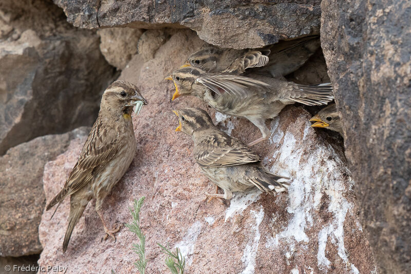 Rock Sparrow, Reproduction-nesting