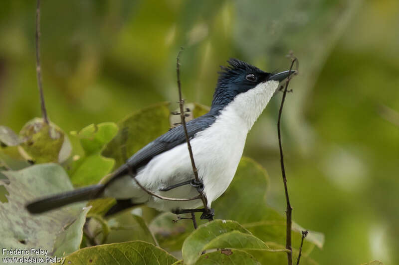Moluccan Flycatcher male adult