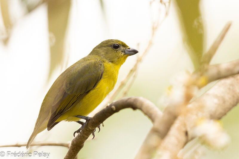 Thick-billed Euphonia female