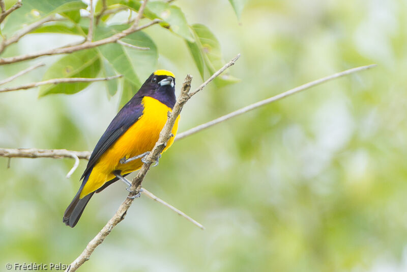 Velvet-fronted Euphonia male adult
