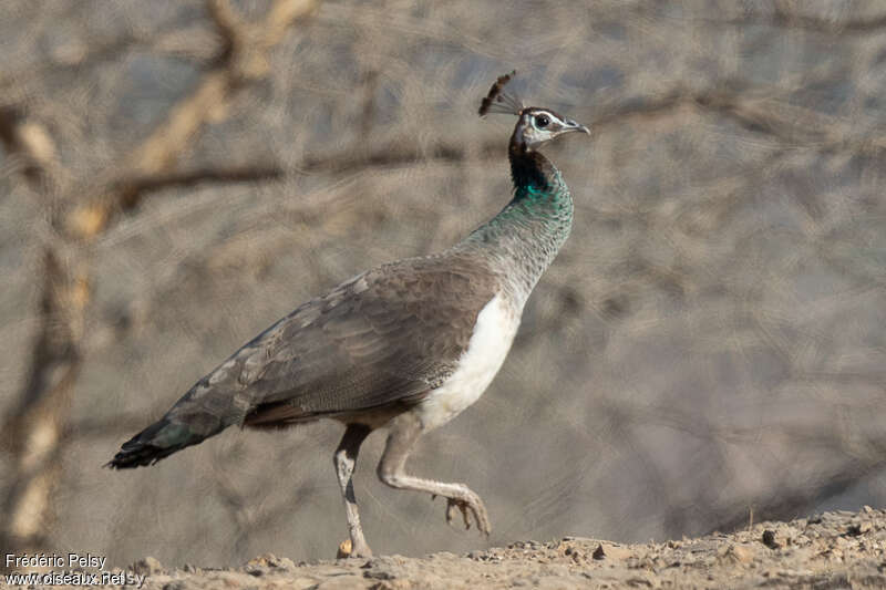 Indian Peafowl female adult breeding, identification