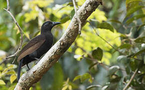 Halmahera Paradise-crow