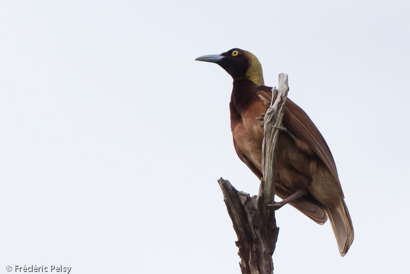 Raggiana Bird-of-paradise female adult