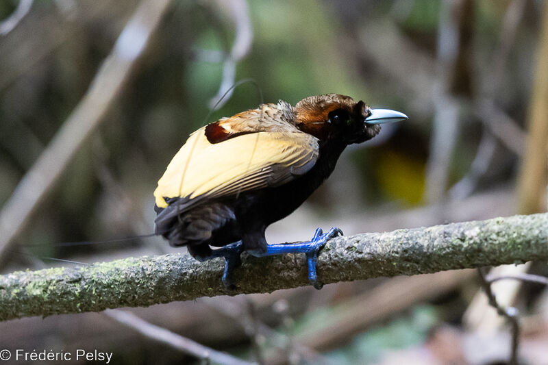 Magnificent Bird-of-paradise male
