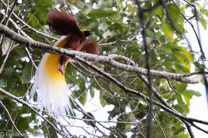 Lesser Bird-of-paradise male, courting display