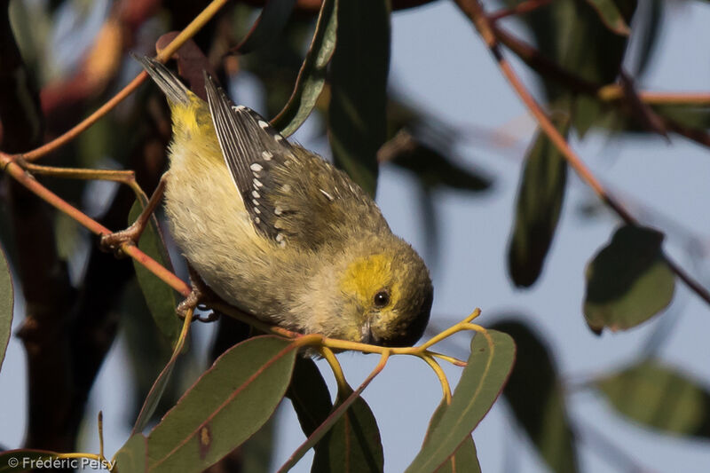 Forty-spotted Pardalote, eats