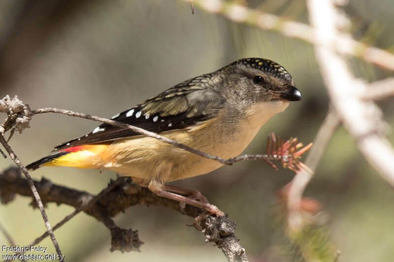 Spotted Pardalote female adult, identification