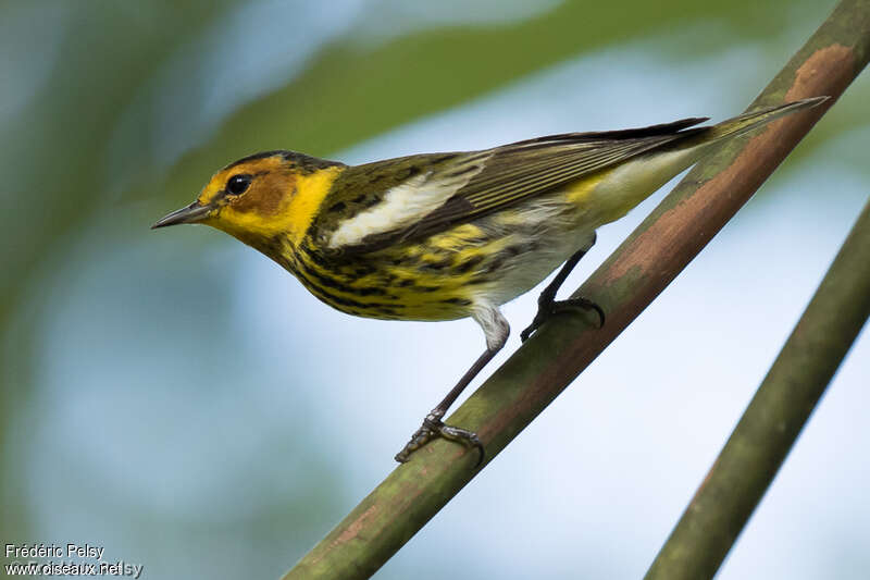 Cape May Warbler male adult breeding, pigmentation