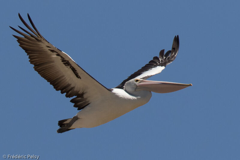 Australian Pelican, Flight